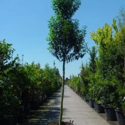 Portugese Laurier Als Boom (Prunus Lusitanica 'Angustifolia') 17 Portugese Laurier Als Boom (Prunus Lusitanica 'Angustifolia') -Tuin Verhaal Verkoopwinkel 20101221161730 7