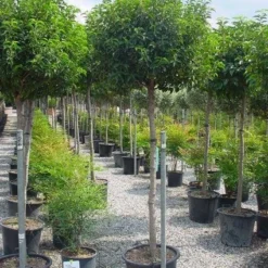 Portugese Laurier Op Stam (Prunus Lusitanica 'Angustifolia') 9 Portugese Laurier Op Stam (Prunus Lusitanica 'Angustifolia') -Tuin Verhaal Verkoopwinkel 20101221164022 5