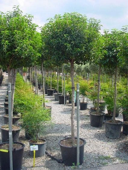 Portugese Laurier Op Stam (Prunus Lusitanica 'Angustifolia') 4 Portugese Laurier Op Stam (Prunus Lusitanica 'Angustifolia') - Afbeelding 3