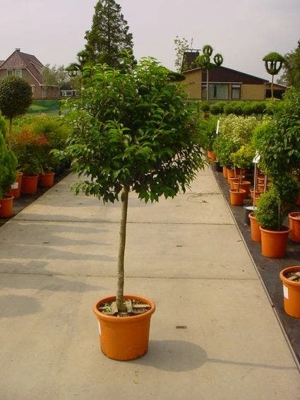 Portugese Laurier Op Stam (Prunus Lusitanica 'Angustifolia') 3 Portugese Laurier Op Stam (Prunus Lusitanica 'Angustifolia') - Afbeelding 2