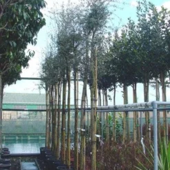 Kurkeik (Quercus Suber) -Tuin Verhaal Verkoopwinkel 20101227162103 10