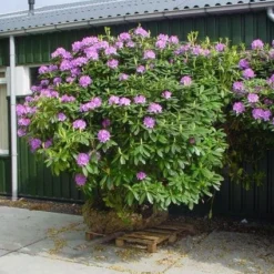 Rhododendron (Rhododendron Catawbiense 'Grandiflorum') -Tuin Verhaal Verkoopwinkel 20101227172716 13