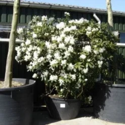 Rhododendron (Rhododendron 'Cunningham White') 36 Rhododendron (Rhododendron 'Cunningham White') -Tuin Verhaal Verkoopwinkel 20101227172754 8