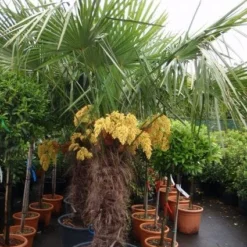 Tuin Verhaal Verkoopwinkel 21 Winterharde Palm (Trachycarpus Fortunei)