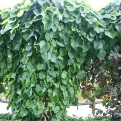 Duitse Pijp (Aristolochia Macropylla) -Tuin Verhaal Verkoopwinkel 20110731133730 3