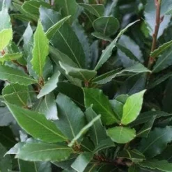 Echte Laurier Op Stam (Laurus Nobilis) -Tuin Verhaal Verkoopwinkel 20110822170724 4