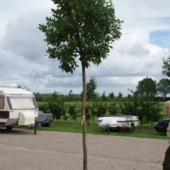 Aardbeiboom (Arbutus Unedo) 8 Aardbeiboom (Arbutus Unedo) -Tuin Verhaal Verkoopwinkel 20110822171531 4