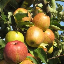 Appelboom (Malus Domestica ) 13 Appelboom (Malus Domestica ) -Tuin Verhaal Verkoopwinkel 20110905151704 5