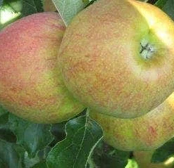 Lei-Appel (Malus Domestica 'Elstar')