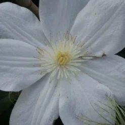 Bosrank (Clematis 'Madame Le Coultre') -Tuin Verhaal Verkoopwinkel 20120211110333 1