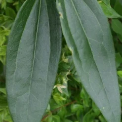 Bosrank, Groenblijvend (Clematis Armandii) 10 Bosrank, Groenblijvend (Clematis Armandii) -Tuin Verhaal Verkoopwinkel 20120211132337 5