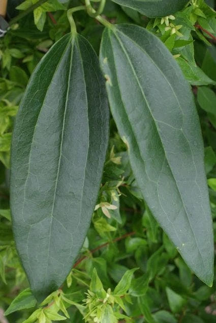 Bosrank, Groenblijvend (Clematis Armandii) 5 Bosrank, Groenblijvend (Clematis Armandii) - Afbeelding 3