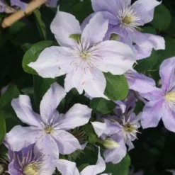 Bosrank (Clematis 'Justa') -Tuin Verhaal Verkoopwinkel 20120211142234 1