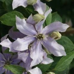 Bosrank (Clematis 'Justa') -Tuin Verhaal Verkoopwinkel 20120211142323 1