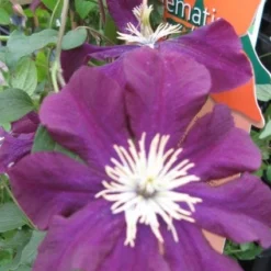 Bosrank (Clematis Viticella) -Tuin Verhaal Verkoopwinkel 20120211151041 1