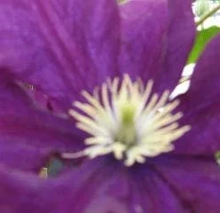 Bosrank (Clematis Viticella) -Tuin Verhaal Verkoopwinkel 20120211151123 1