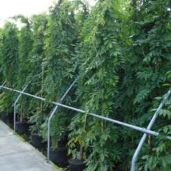 Blauwe Regen (Wisteria Sinensis) -Tuin Verhaal Verkoopwinkel 20120213094040 13