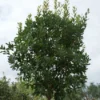 Aardbeiboom (Arbutus Unedo) -Tuin Verhaal Verkoopwinkel 20120213154447 4