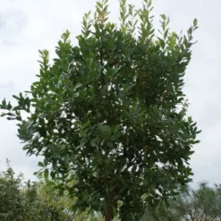 Aardbeiboom (Arbutus Unedo)