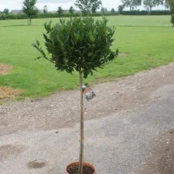 Echte Laurier Op Stam (Laurus Nobilis) -Tuin Verhaal Verkoopwinkel 20120213163018 4