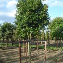 Glansmispel Als Boom (Photinia Fraseri 'Red Robin') -Tuin Verhaal Verkoopwinkel 20120214125941 9