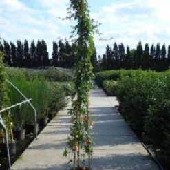 Passiebloem (Passiflora Caerulea) 14 Passiebloem (Passiflora Caerulea) -Tuin Verhaal Verkoopwinkel 20120214131255 6