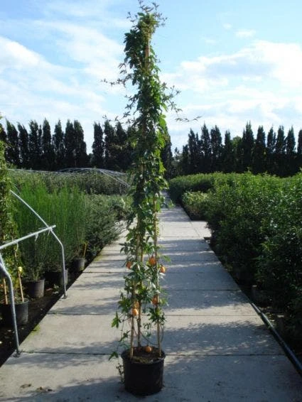 Passiebloem (Passiflora Caerulea) 7 Passiebloem (Passiflora Caerulea) - Afbeelding 6