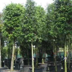 Steeneik Als Boom (Quercus Ilex) 24 Steeneik Als Boom (Quercus Ilex) -Tuin Verhaal Verkoopwinkel 20120214144759 14