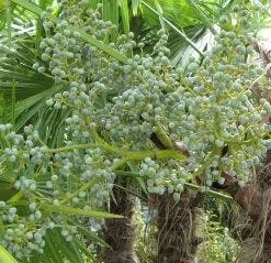Winterharde Palm (Trachycarpus Fortunei) -Tuin Verhaal Verkoopwinkel 20120214160104 14