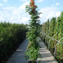 Trompetbloem (Campsis Tagliabuana 'Mme Galen') 15 Trompetbloem (Campsis Tagliabuana 'Mme Galen') -Tuin Verhaal Verkoopwinkel 20120218105251 9