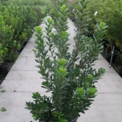 Aardbeiboom Als Struik (Arbutus Unedo) -Tuin Verhaal Verkoopwinkel 20120218111141 7