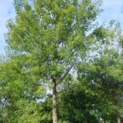 Mimosa Als Boom (Acacia Dealbata) -Tuin Verhaal Verkoopwinkel 20120219160954 6