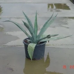 Agave (Agave Americana) -Tuin Verhaal Verkoopwinkel 20120220095820 3