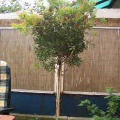 Lampepoetserplant Op Stam (Callistemon Laevis ) 7 Lampepoetserplant Op Stam (Callistemon Laevis ) -Tuin Verhaal Verkoopwinkel 20120220111108 1