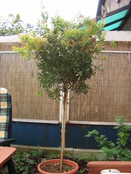 Lampepoetserplant Op Stam (Callistemon Laevis ) 5 Lampepoetserplant Op Stam (Callistemon Laevis ) - Afbeelding 3