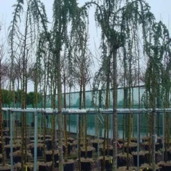 Treurceder Als Boom (Cedrus Libani 'Glauca Pendula') -Tuin Verhaal Verkoopwinkel 20120220143948 9