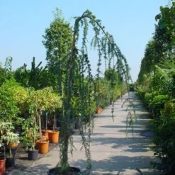 Treurceder Als Boom (Cedrus Libani 'Glauca Pendula') -Tuin Verhaal Verkoopwinkel 20120220144034 9