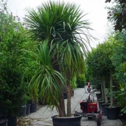 Cordyline (Cordyline Australis) -Tuin Verhaal Verkoopwinkel 20120220150047 8