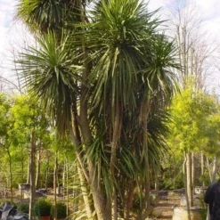 Cordyline (Cordyline Australis) -Tuin Verhaal Verkoopwinkel 20120220150143 8