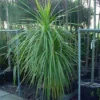 Cordyline (Cordyline Australis) -Tuin Verhaal Verkoopwinkel 20120220150255 8