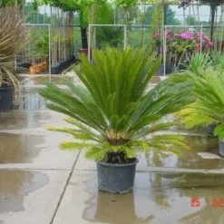 Cycaspalm (Cycas Revoluta) -Tuin Verhaal Verkoopwinkel 20120220154507 5