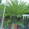 Cycaspalm (Cycas Revoluta) -Tuin Verhaal Verkoopwinkel 20120220154616 5