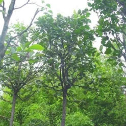 Kweepeer (Cydonia Oblonga) 9 Kweepeer (Cydonia Oblonga) -Tuin Verhaal Verkoopwinkel 20120220154724 2