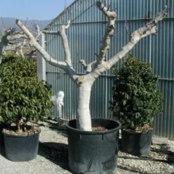 Vijg Als Solitair (Ficus Carica) -Tuin Verhaal Verkoopwinkel 20120220162113 7