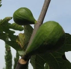 Vijg Op Stam (Ficus Carica) -Tuin Verhaal Verkoopwinkel 20120221133840 8
