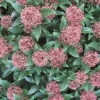Skimmia (Skimmia Japonica 'Rubella') -Tuin Verhaal Verkoopwinkel 20120221150712 8