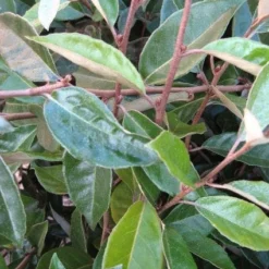 Olijfwilg Als Leiboom (Elaeagnus Ebbingei) -Tuin Verhaal Verkoopwinkel 20120225092954 2