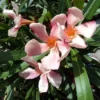 Roze Oleander (Nerium Oleander) -Tuin Verhaal Verkoopwinkel 20120225093131 8