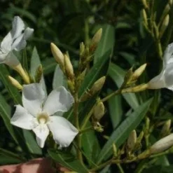 Oleander Als Boom (Nerium Oleander) 14 Oleander Als Boom (Nerium Oleander) -Tuin Verhaal Verkoopwinkel 20120225093305 5