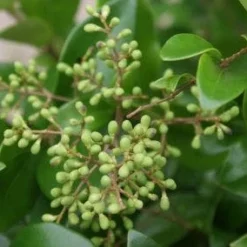 Liguster Op Stam (Ligustrum Japonicum 'Texanum') 10 Liguster Op Stam (Ligustrum Japonicum 'Texanum') -Tuin Verhaal Verkoopwinkel 20120225094531 2